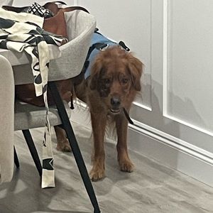 Meet your Posher, Brian